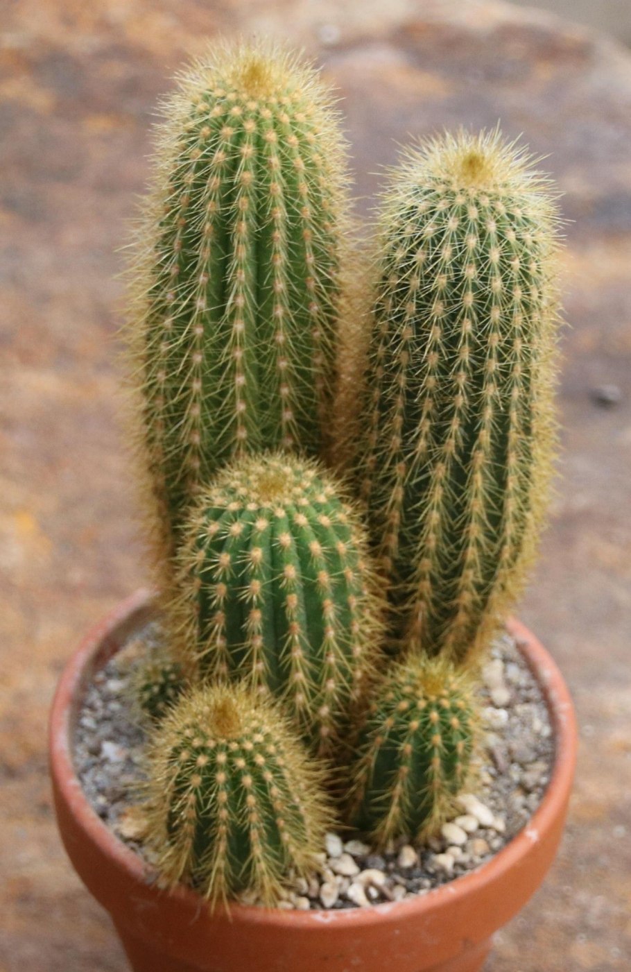 Эспостоа Ланата