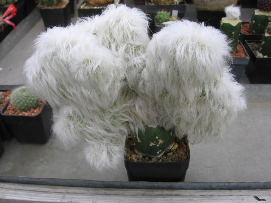 Espostoa melanostele