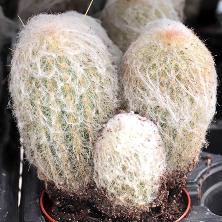 Кактус Эспостоа