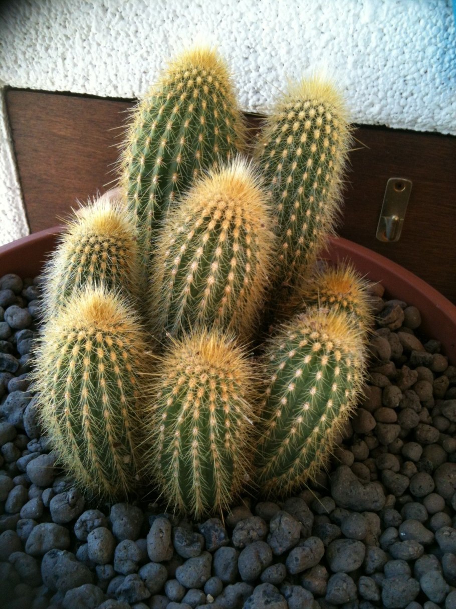 Кактус Эспостоа Нана