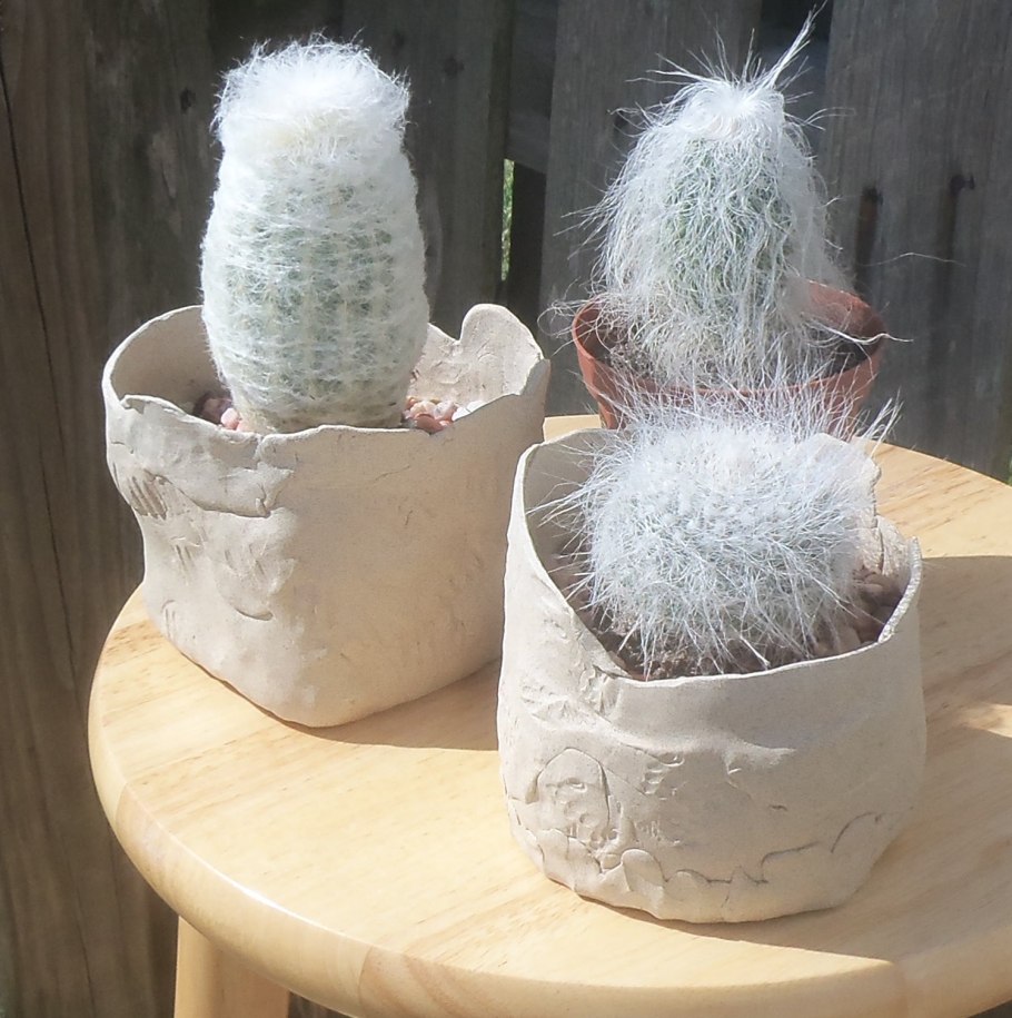 Эспостоа удивительная Снежинка