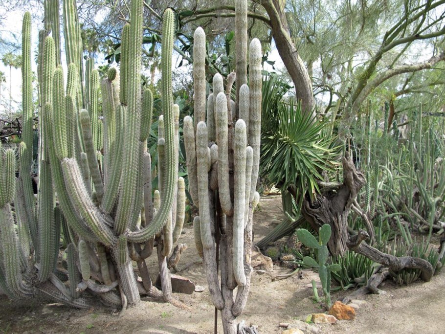 Эспостоа Кактус цветение