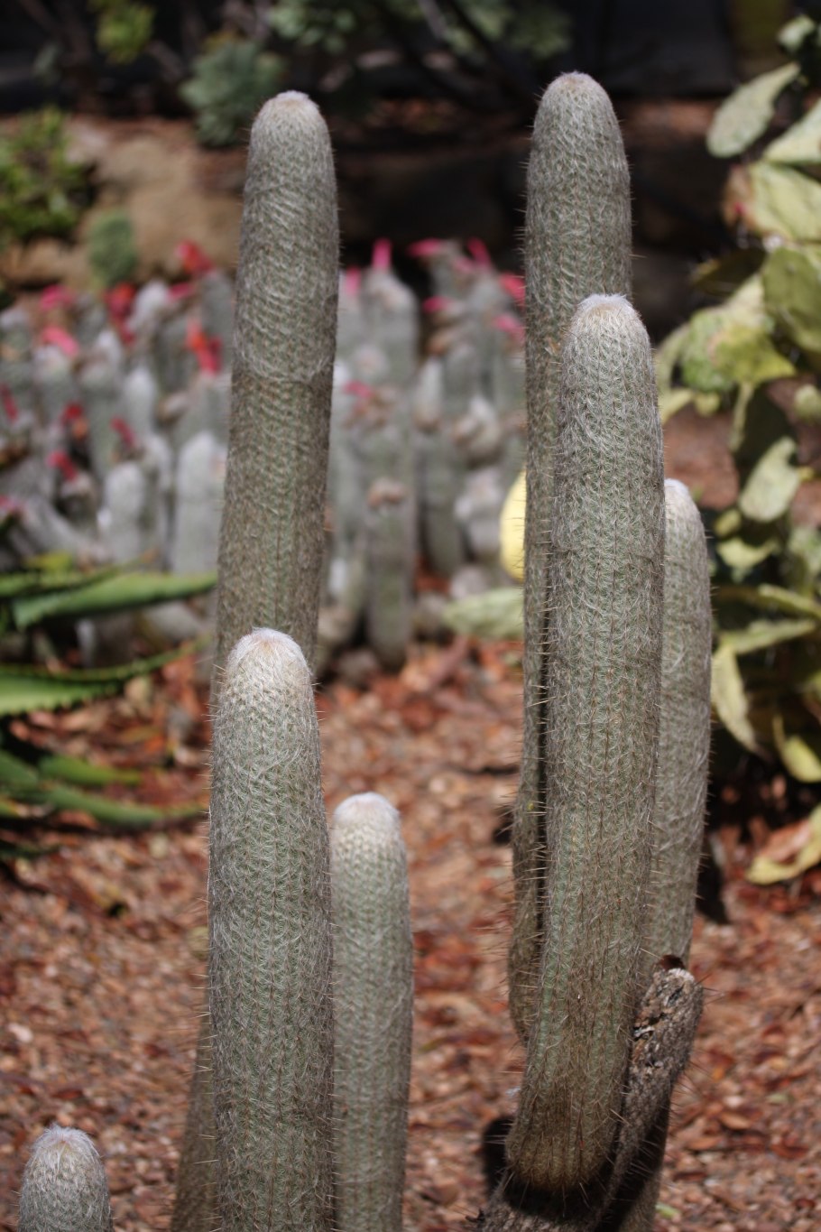 Кактус Эспостоа Нана