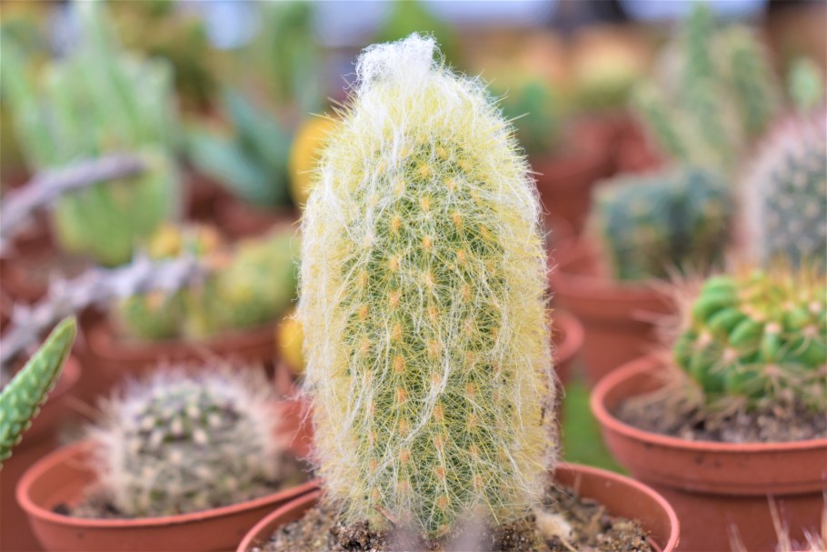 Комнатное растение Кактус Эспостоа