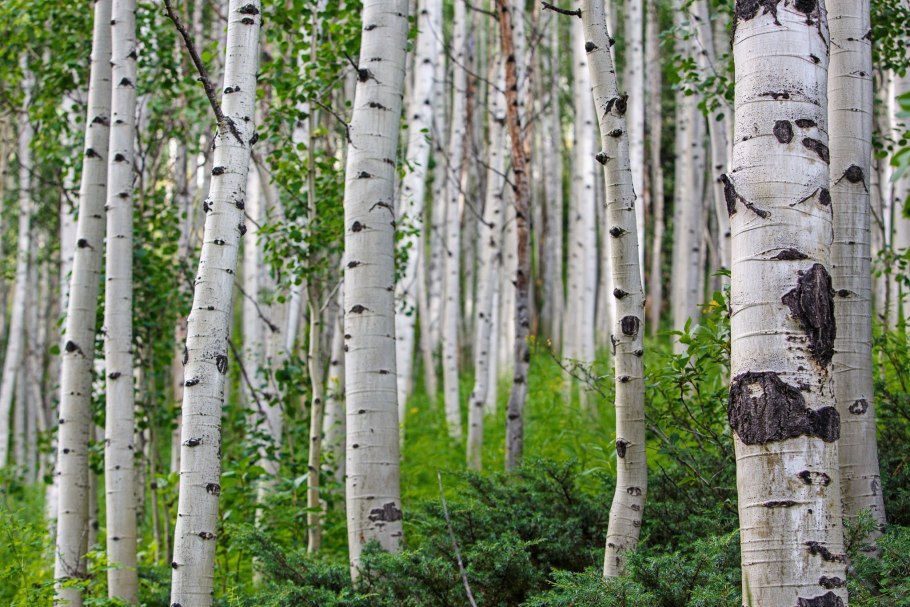 Betula берёза белая