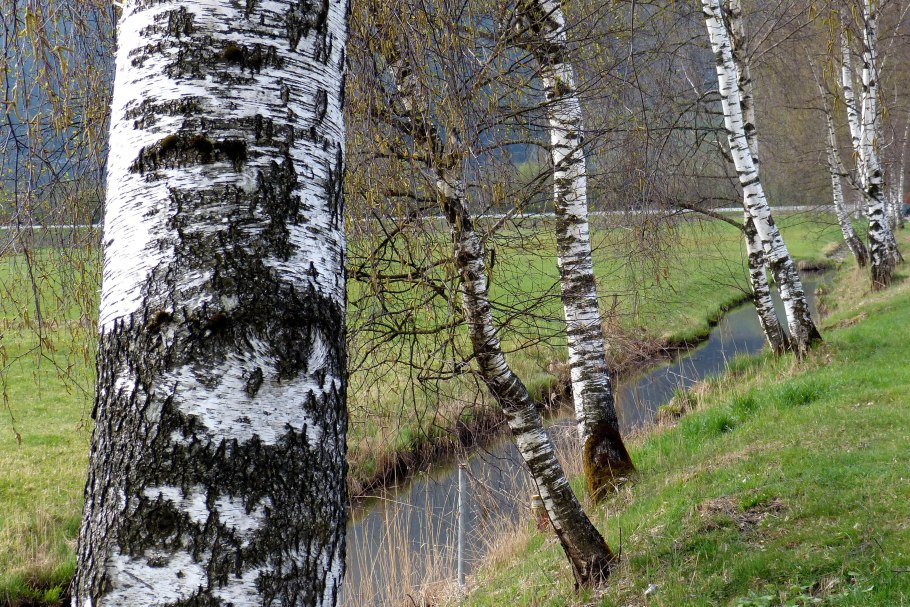 Betula pubescens ствол