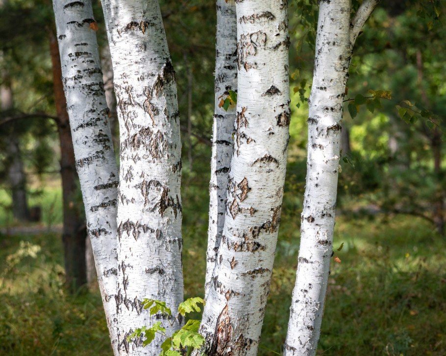Береза обыкновенная (betula alba)