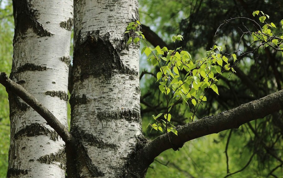 Береза белокорая