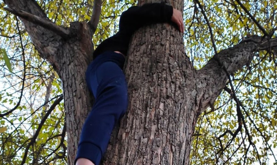 Белоствольная береза