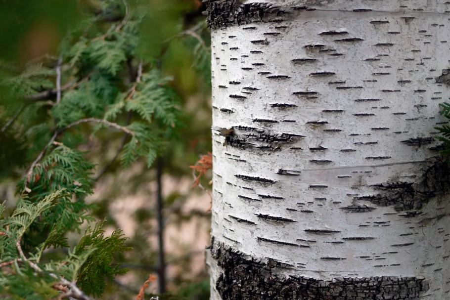 Береза повислая кора