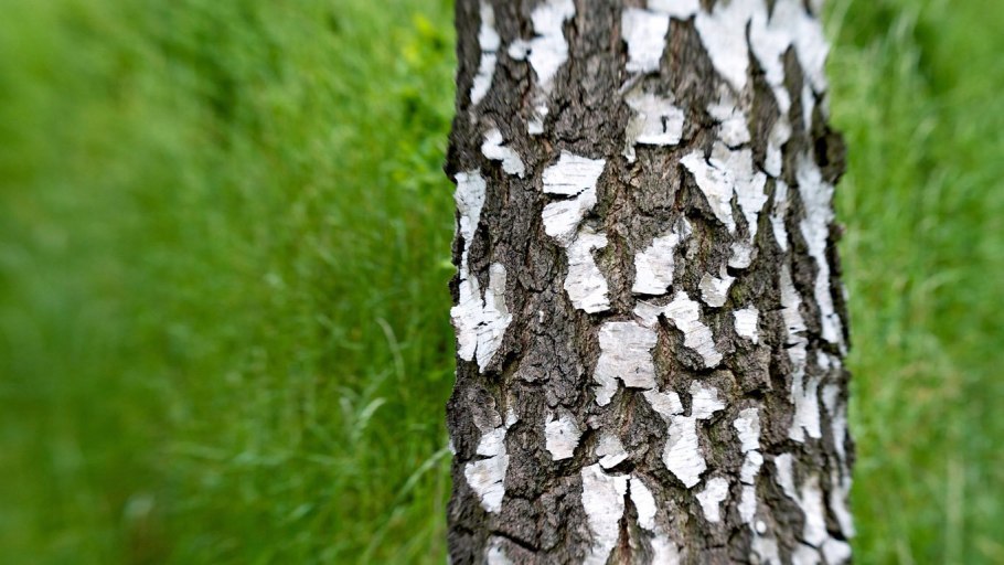 Ствол березы