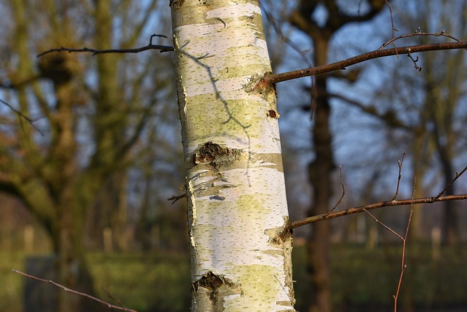 Betula papyrifera
