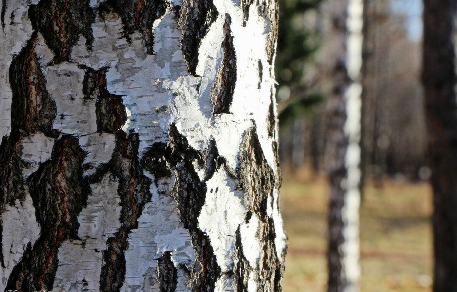 Silver Birch Ash