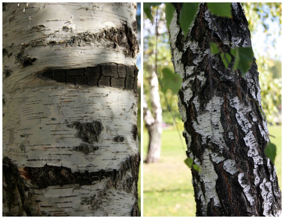 Берёза лжеэрмана