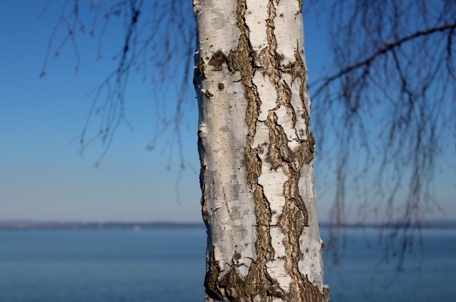 Березовый ствол