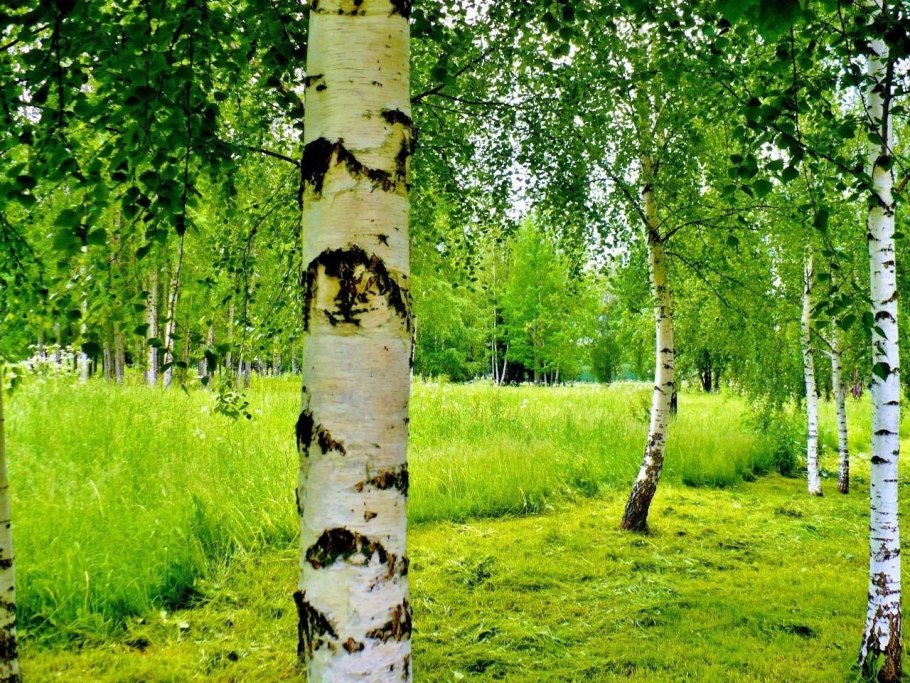 Ствол дерева береза