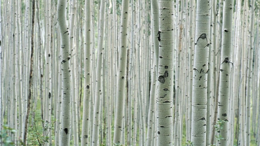 Ствол березы