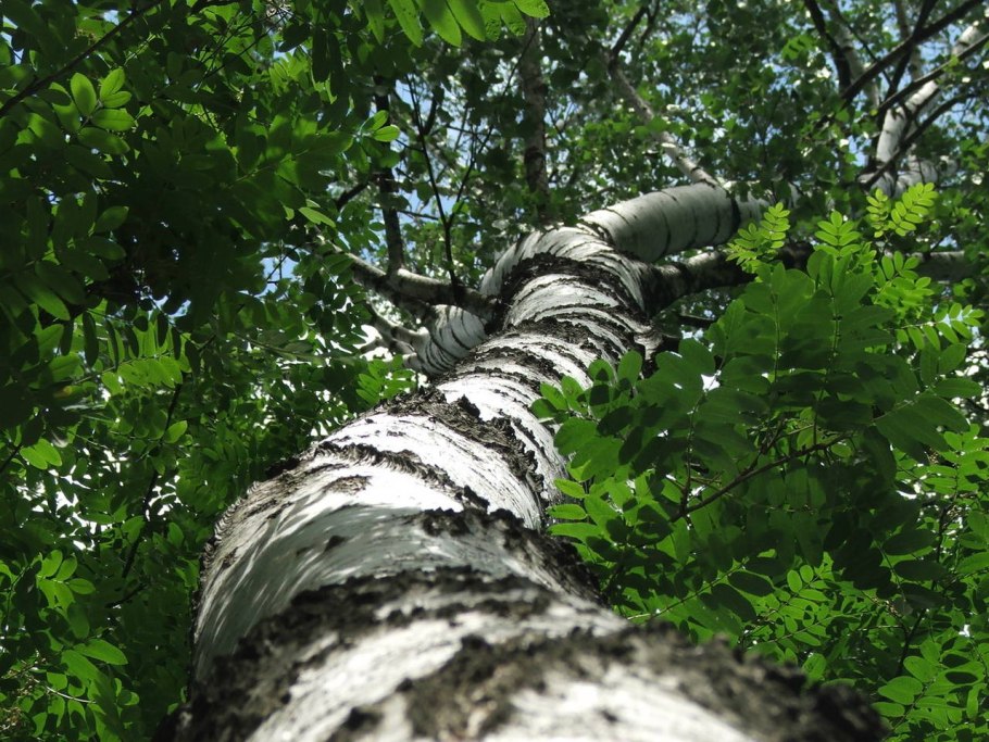 Кора дерева береза