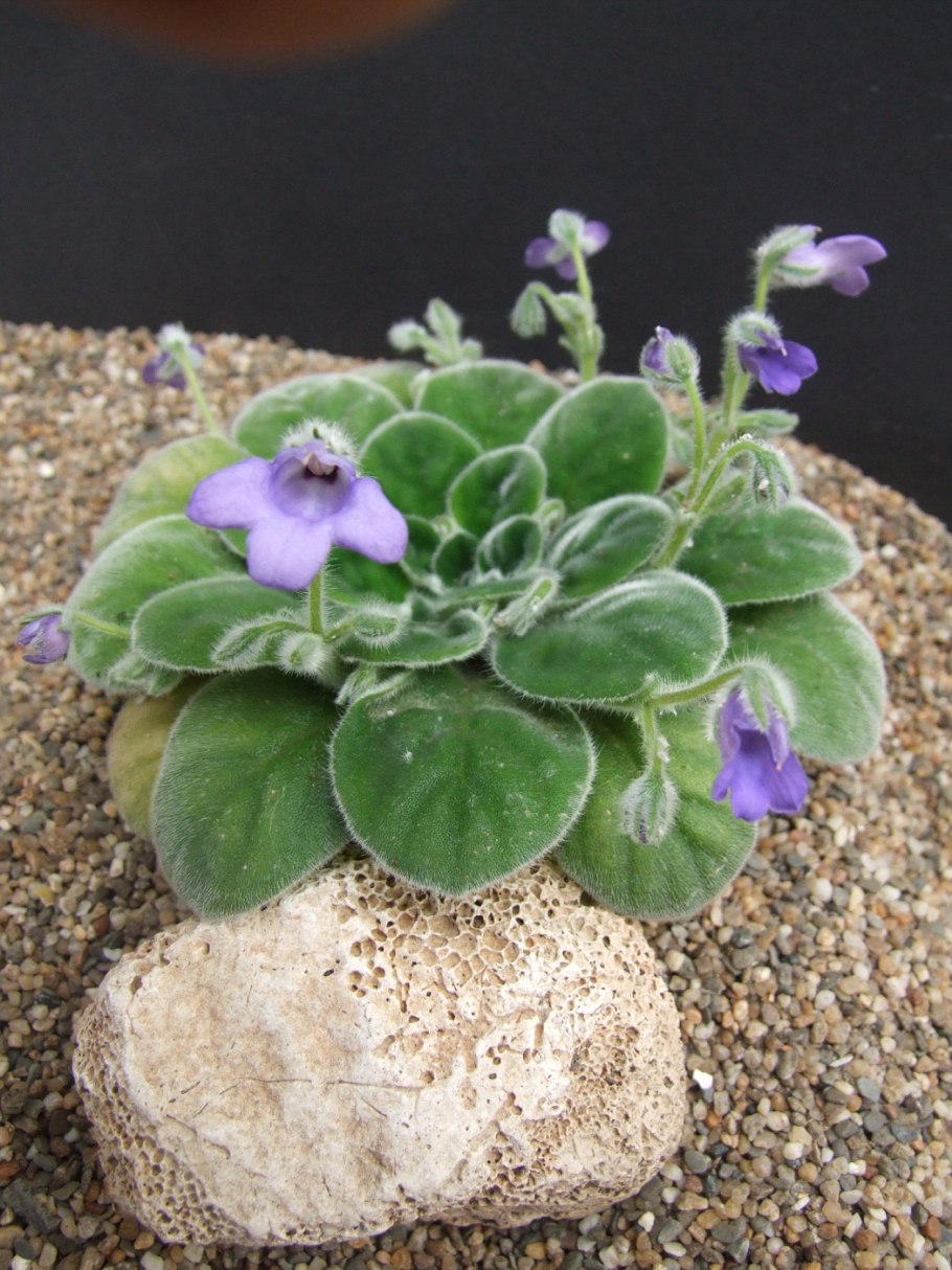 Петрокосмея Momo