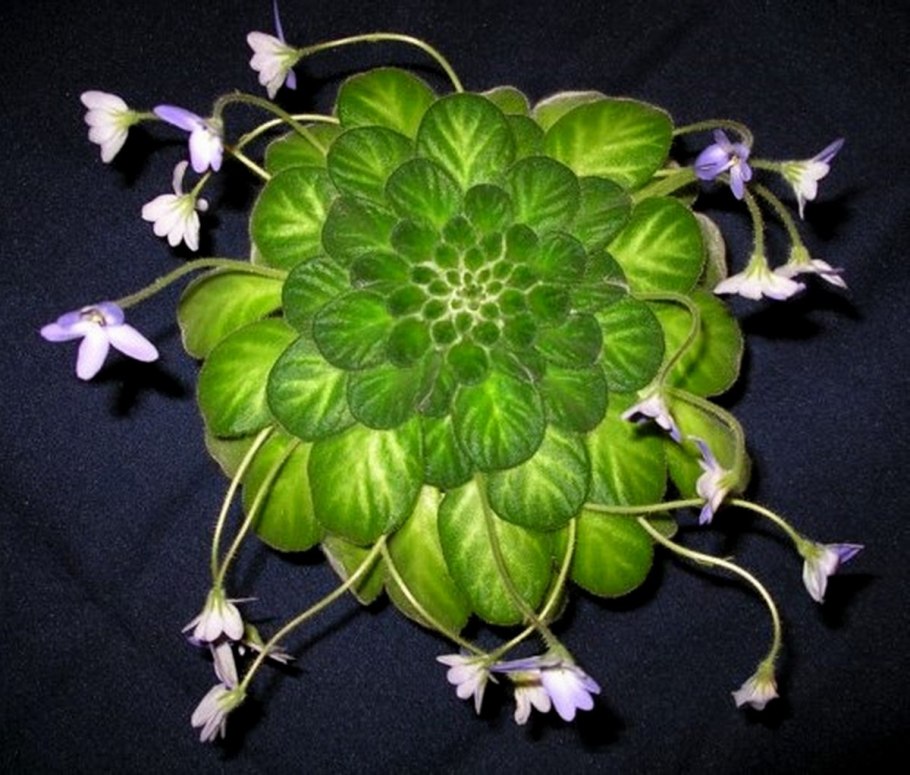 Петрокосмея Momo