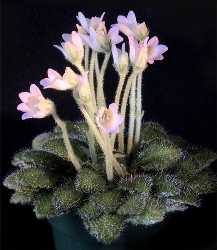 Петрокосмея barbata