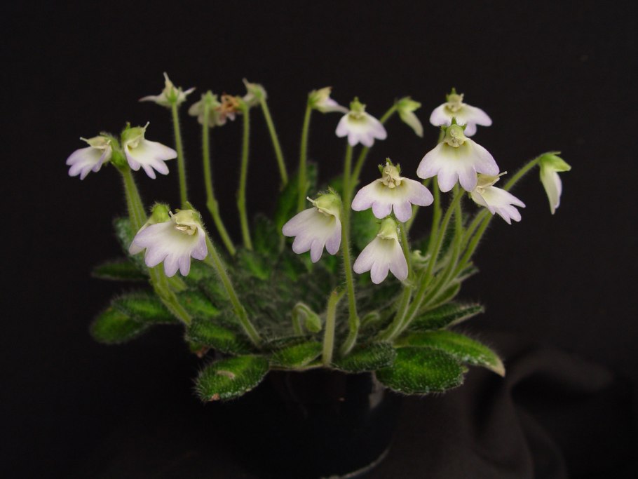 Петрокосмея (Petrocosmea) barbata