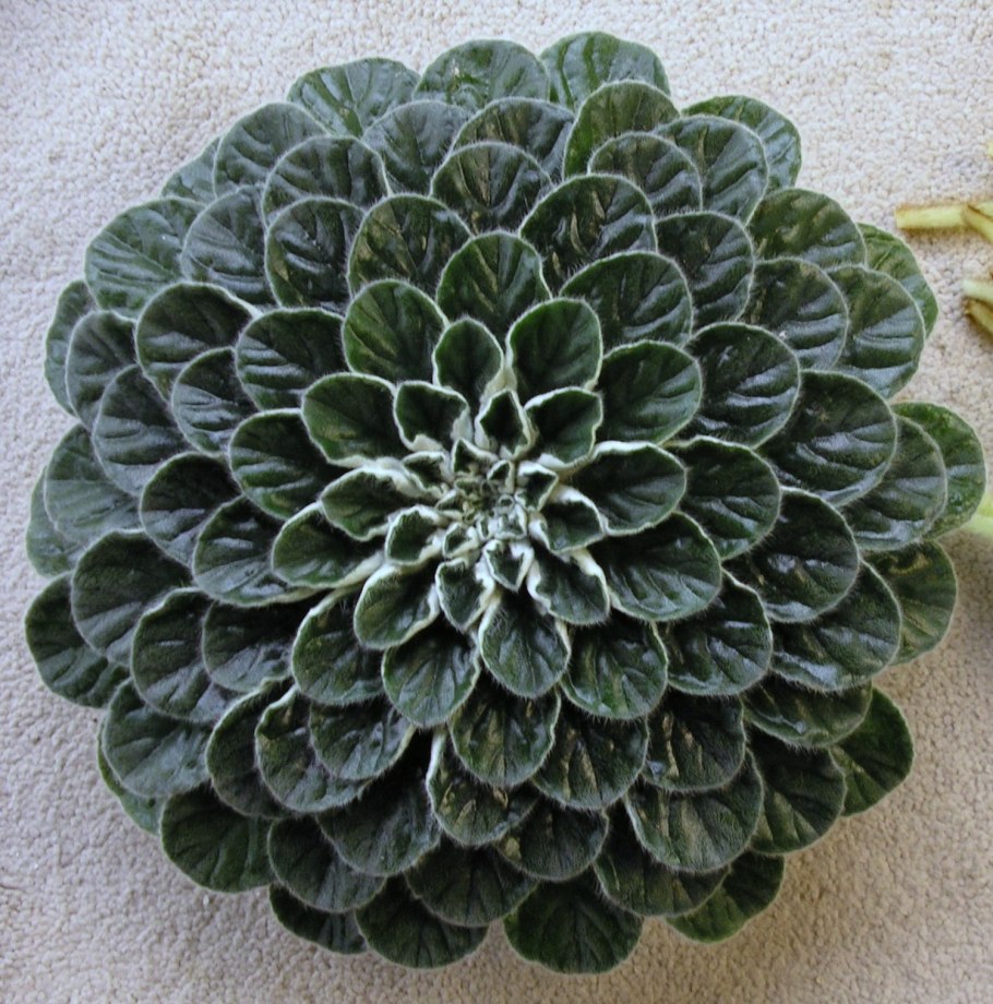 Петрокосмея Momo