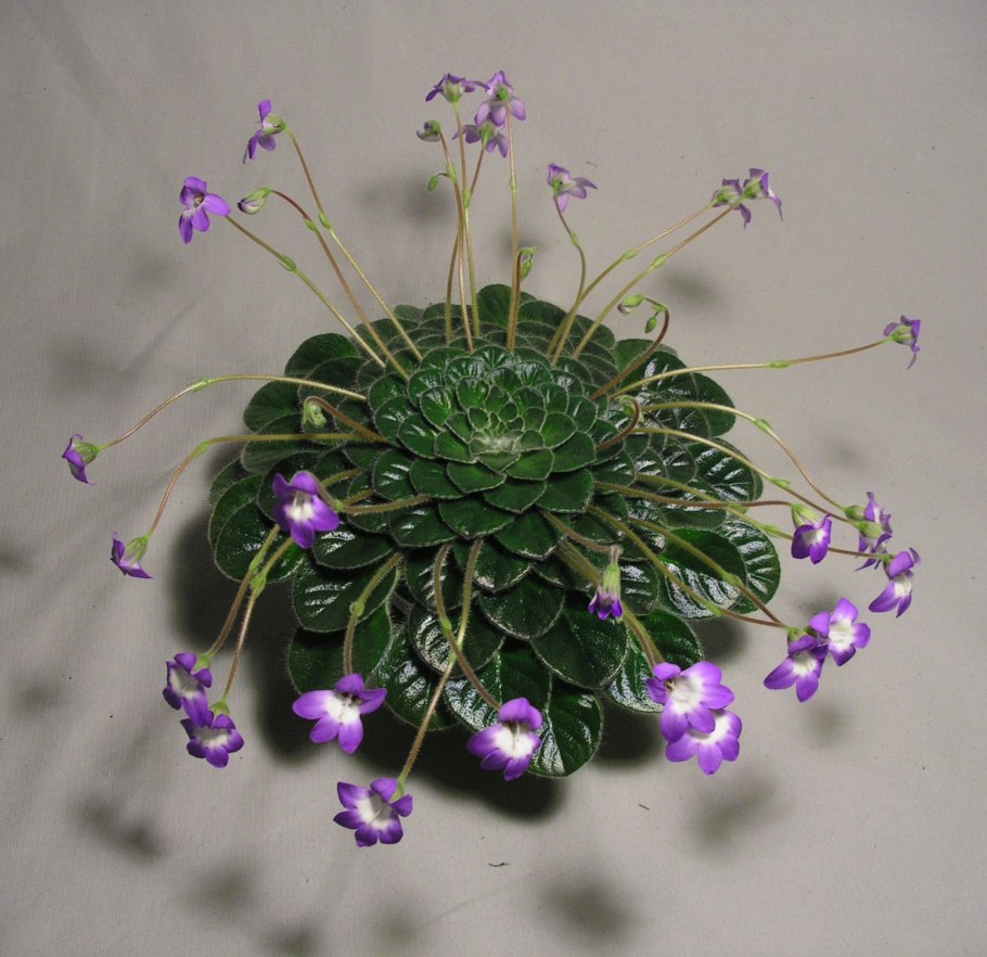 Петрокосмея rosettifolia