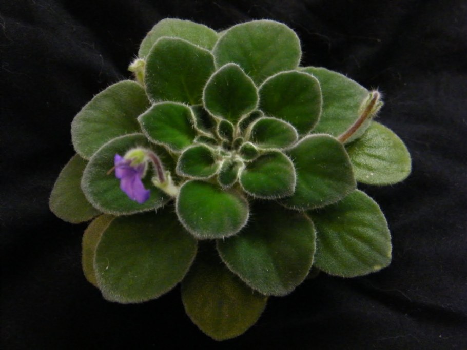 Петрокосмея cavaleriei