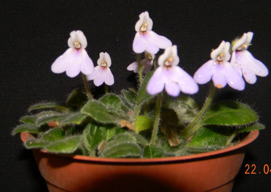 Петрокосмея флорибунда