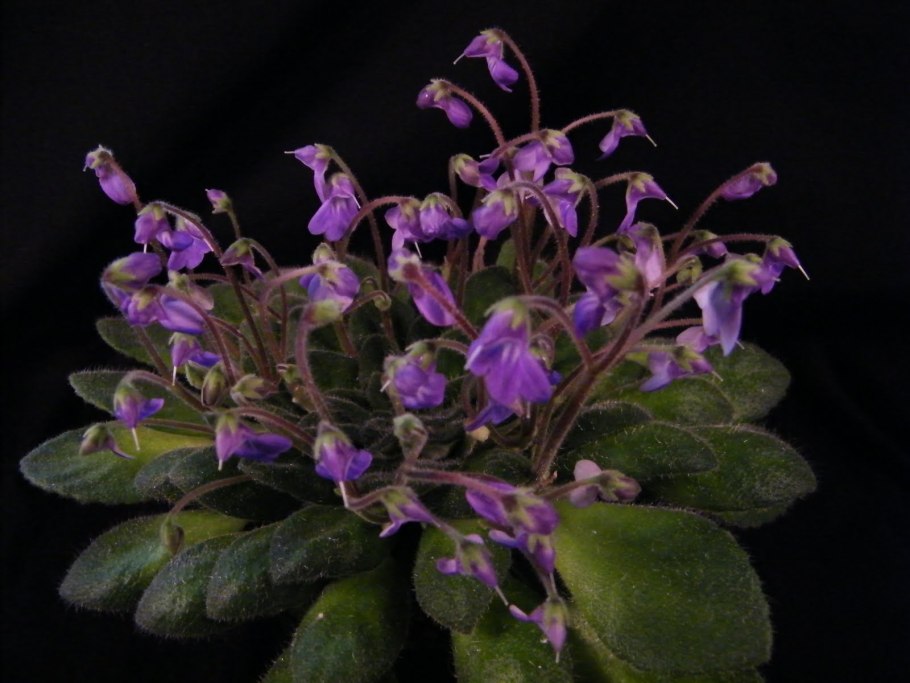 Петрокосмея rosettifolia