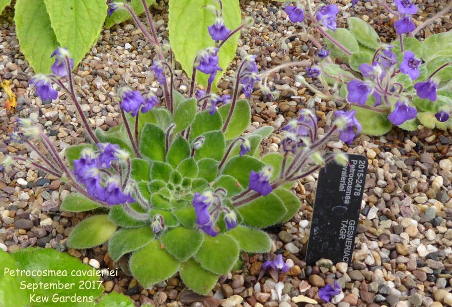 Петрокосмея cavaleriei