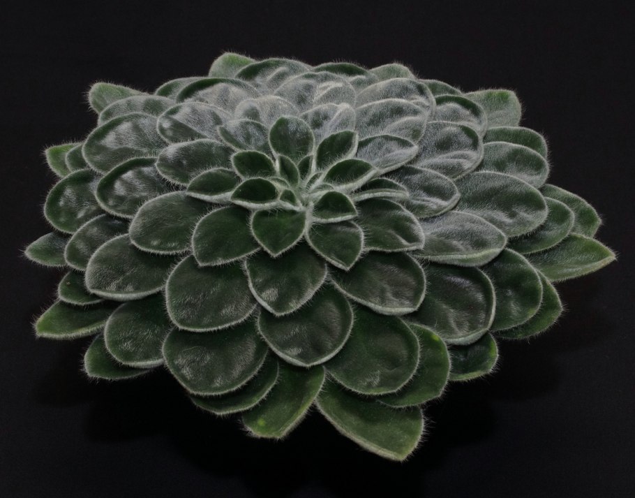 Петрокосмея Momo