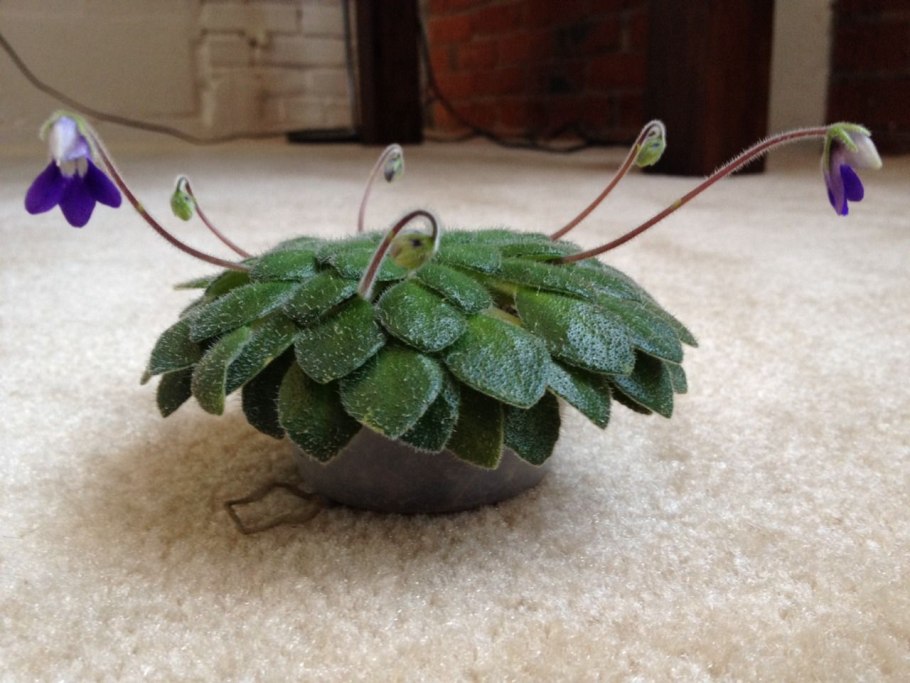 Петрокосмея Momo