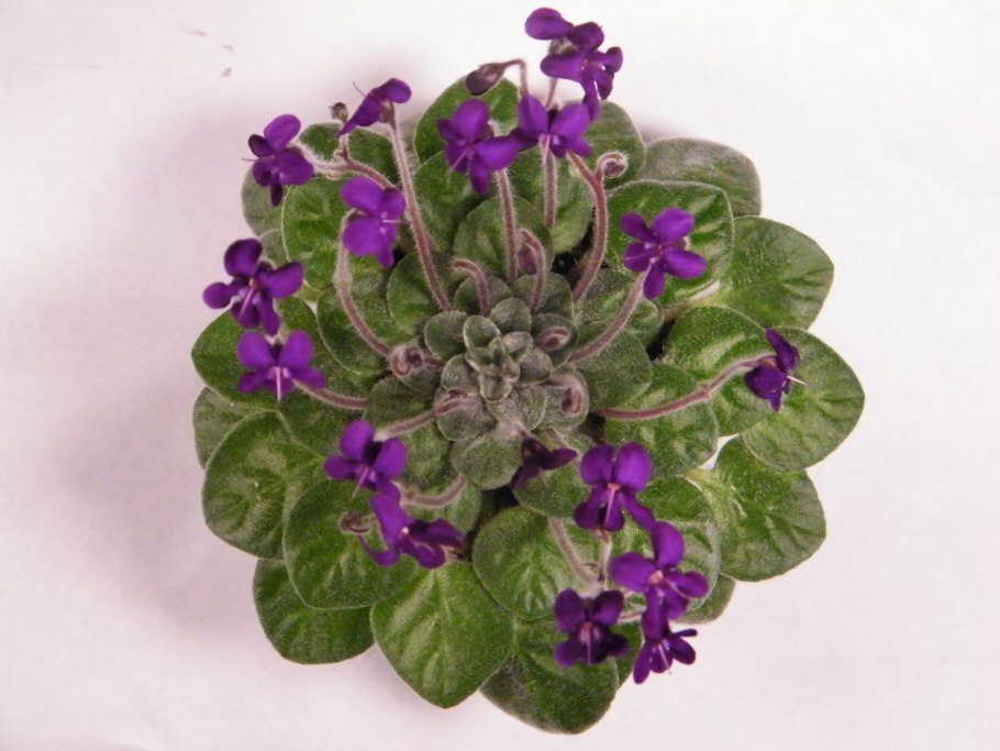 Петрокосмея Флаксида