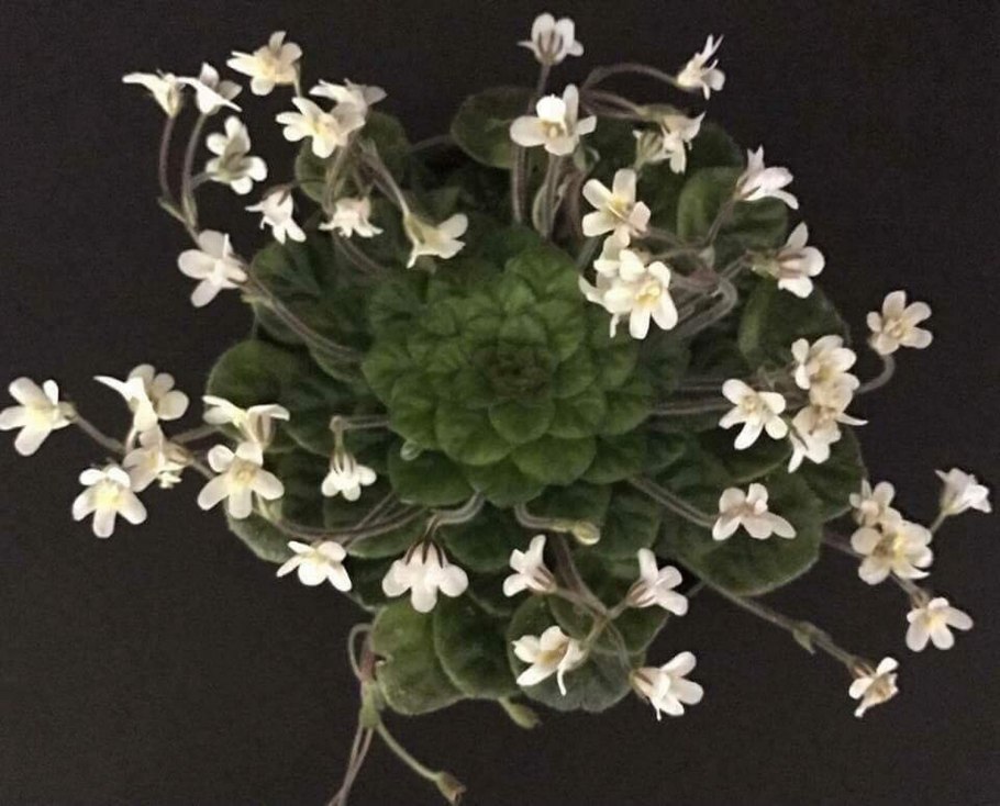 Петрокосмея sinensis