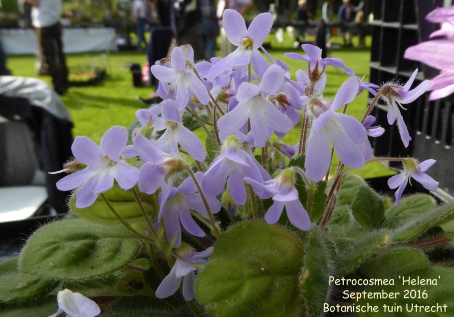 Петрокосмея forrestii