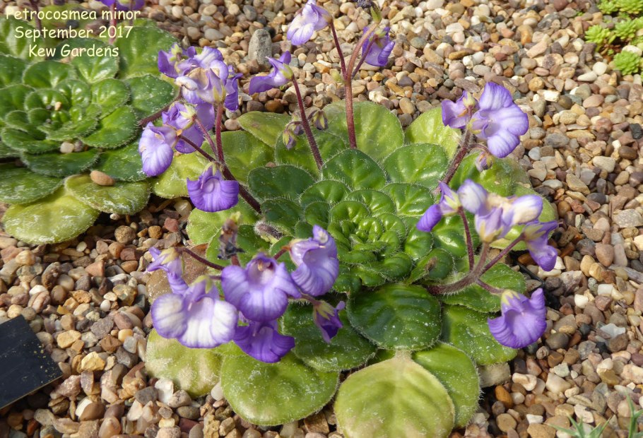 Петрокосмея Minor