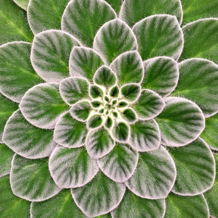 Петрокосмея barbata