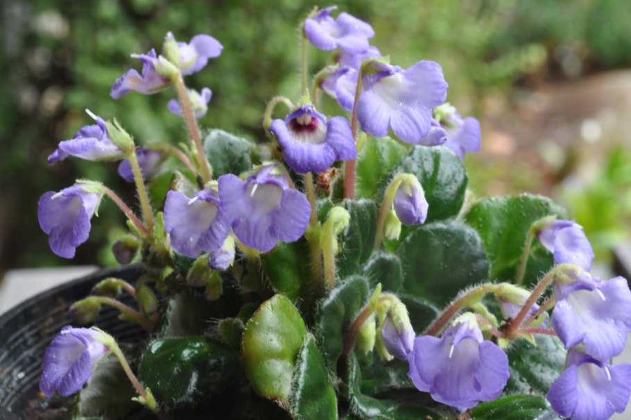 Петрокосмея Formosa