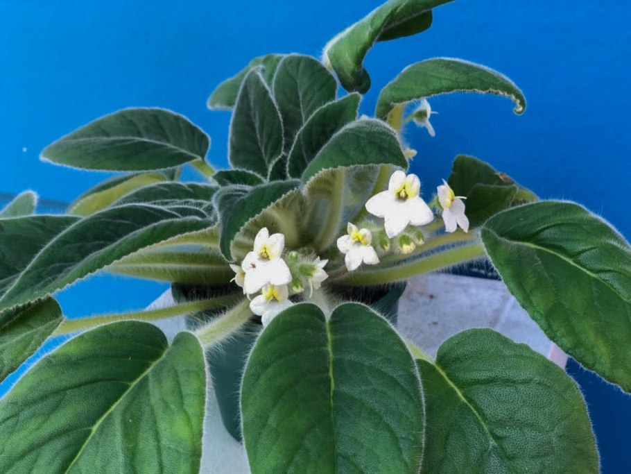 Петрокосмея kerrii