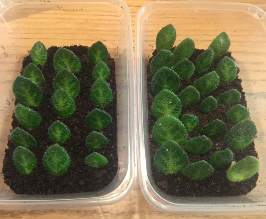 Петрокосмея menglingensis