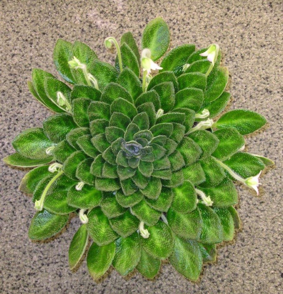 Петрокосмея Minor