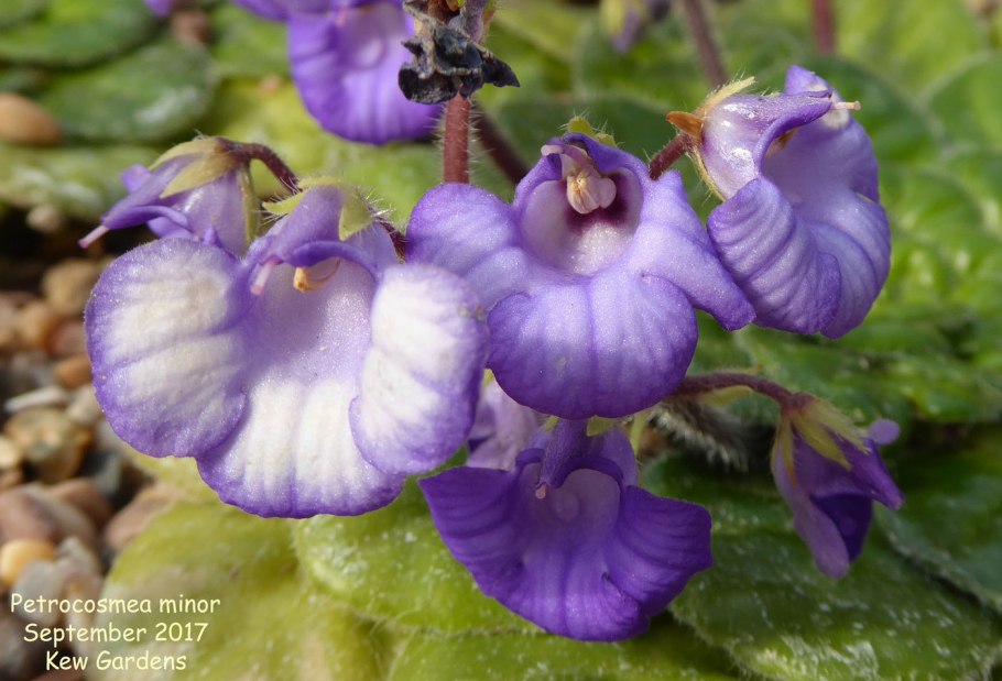 Петрокосмея Minor