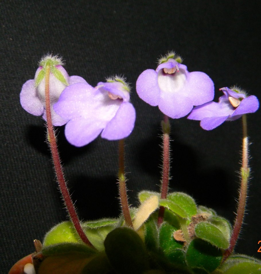 Петрокосмея barbata