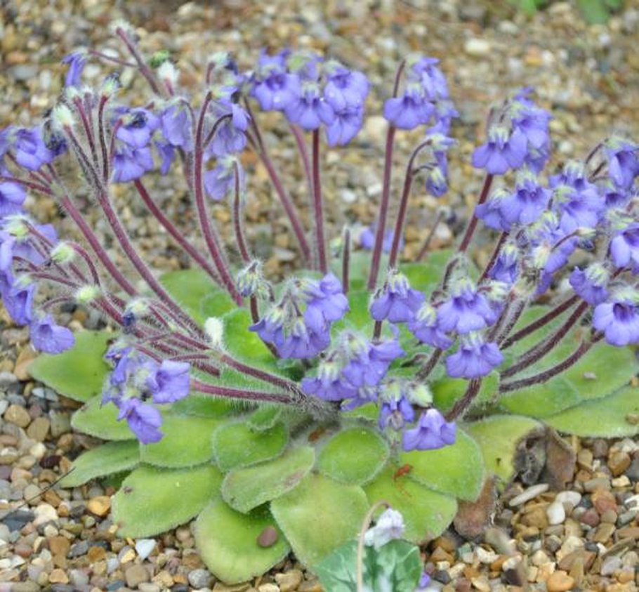 Петрокосмея barbata