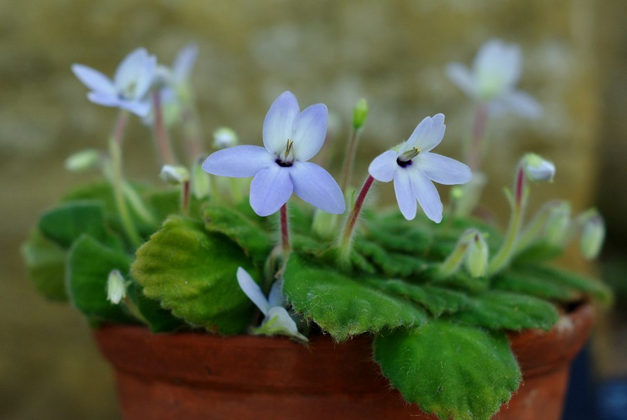 Петрокосмея flaccida