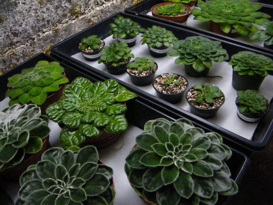 Петрокосмея минор