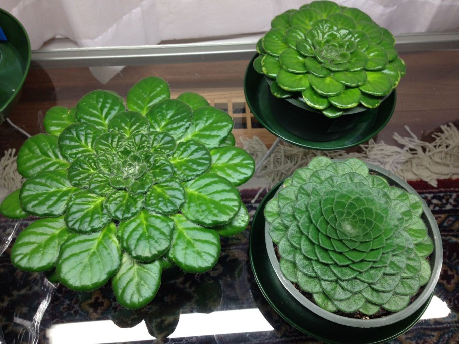 Петрокосмея Rosemary Platz