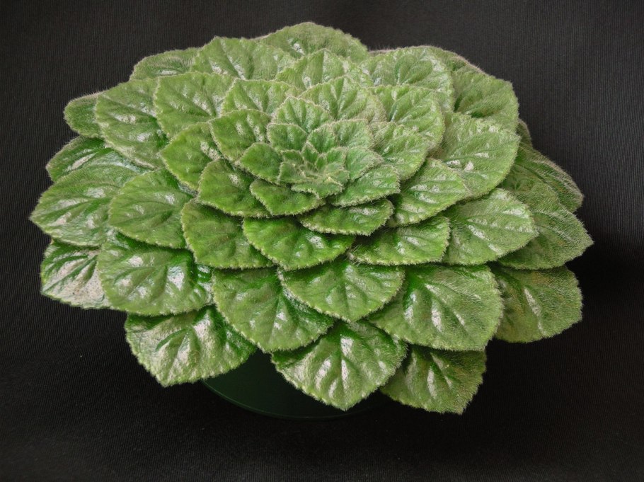 Петрокосмея розеттифолия